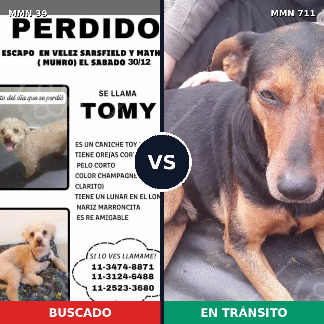 Comparativa MMS 10869: mascota perdida y mascota encontrada, 18% de similitud