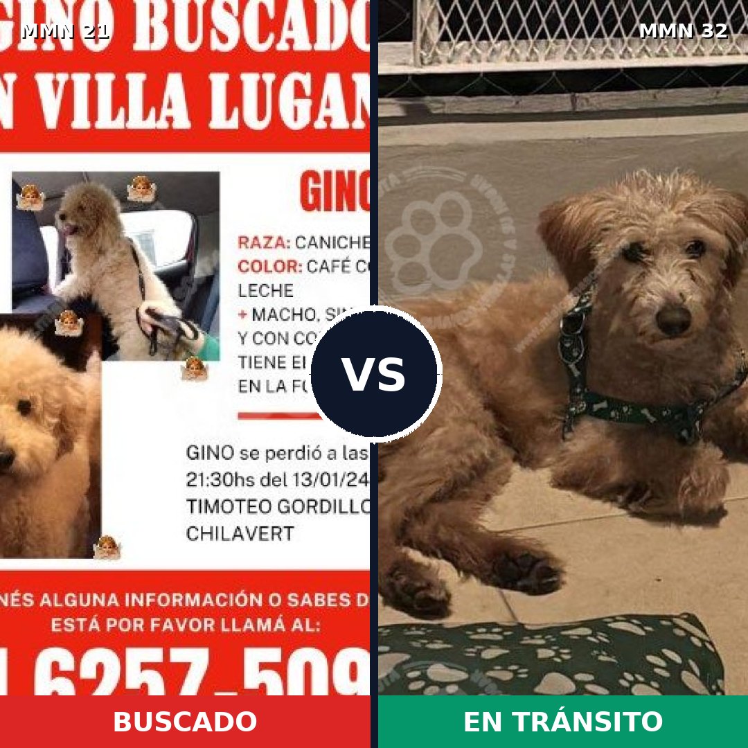 Comparativa MMS 1087: mascota perdida y mascota encontrada, 35% de similitud