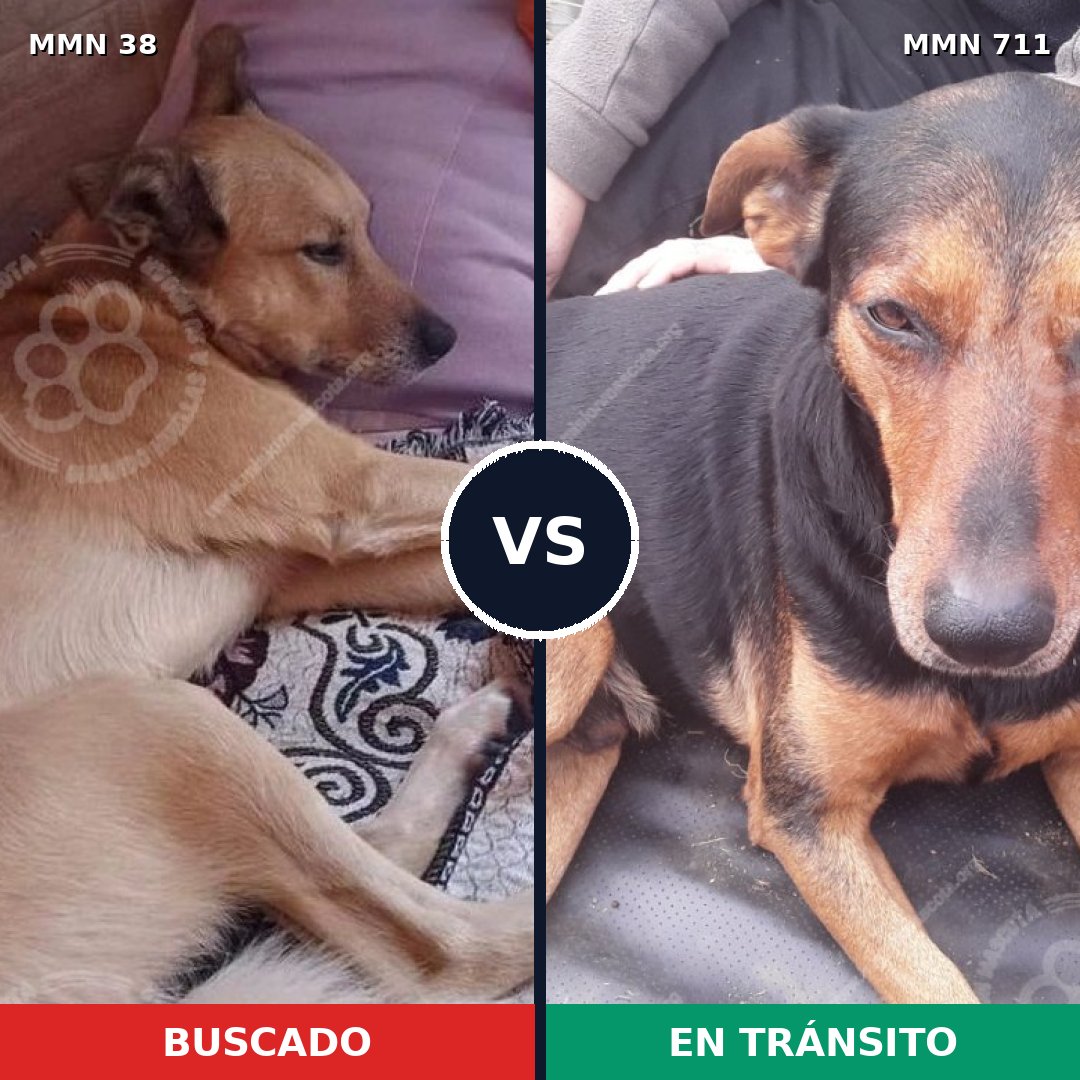 Comparativa MMS 10870: mascota perdida y mascota encontrada, 53% de similitud