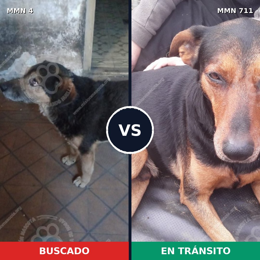 Comparativa MMS 10871: mascota perdida y mascota encontrada, 60% de similitud