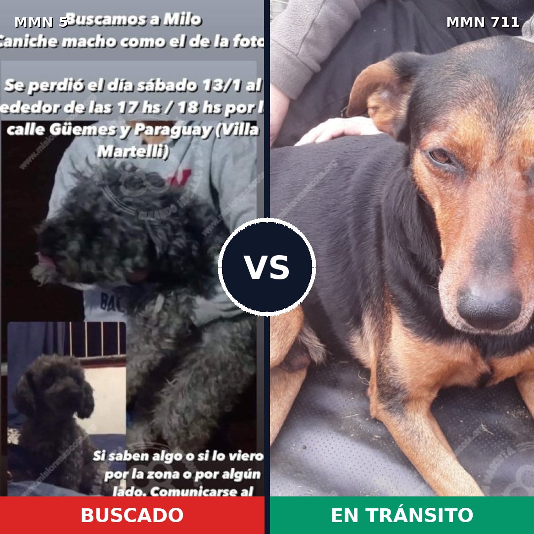 Comparativa MMS 10872: mascota perdida y mascota encontrada, 26% de similitud