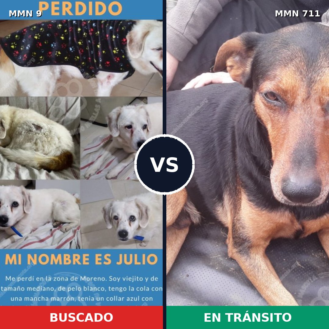 Comparativa MMS 10873: mascota perdida y mascota encontrada, 57% de similitud