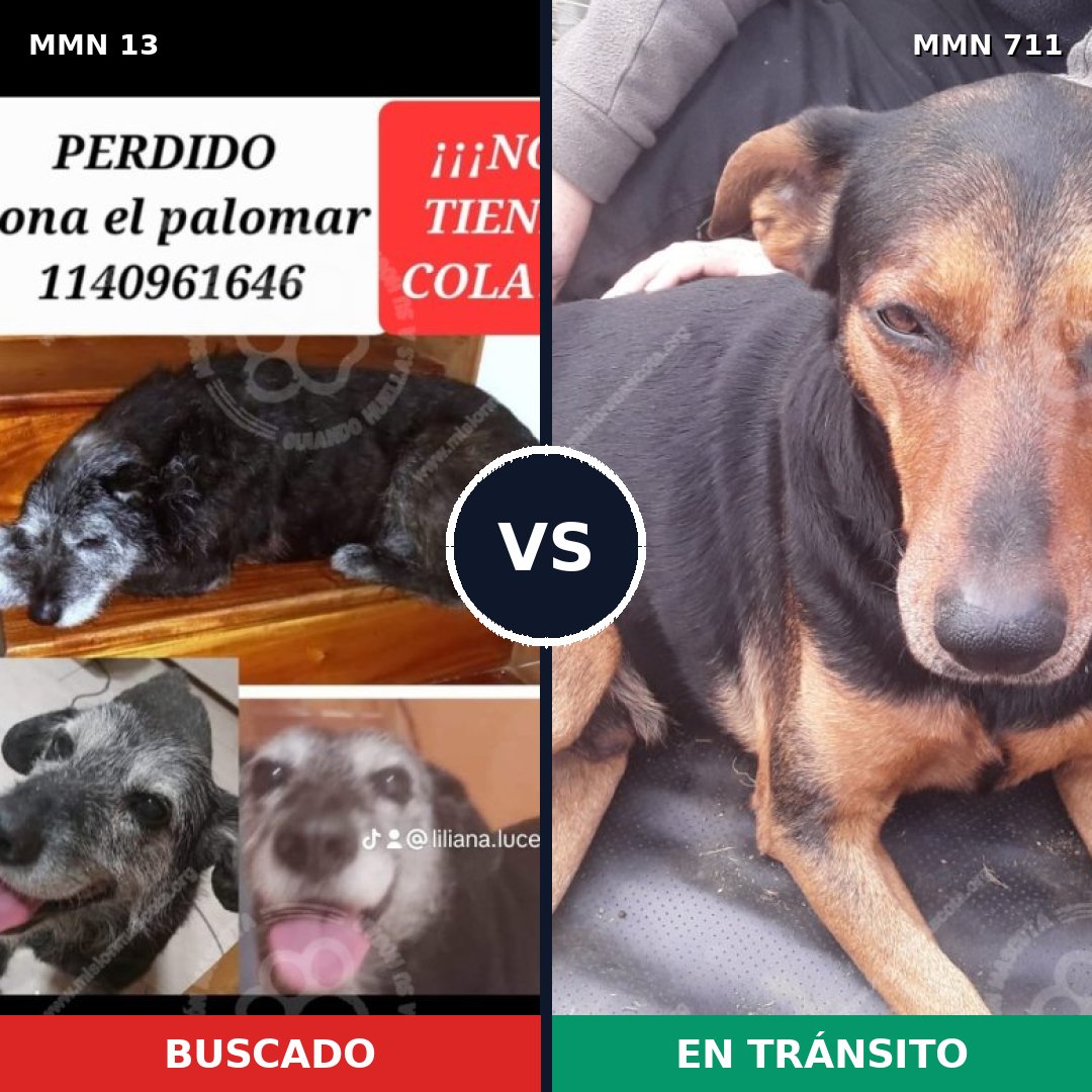Comparativa MMS 10876: mascota perdida y mascota encontrada, 60% de similitud