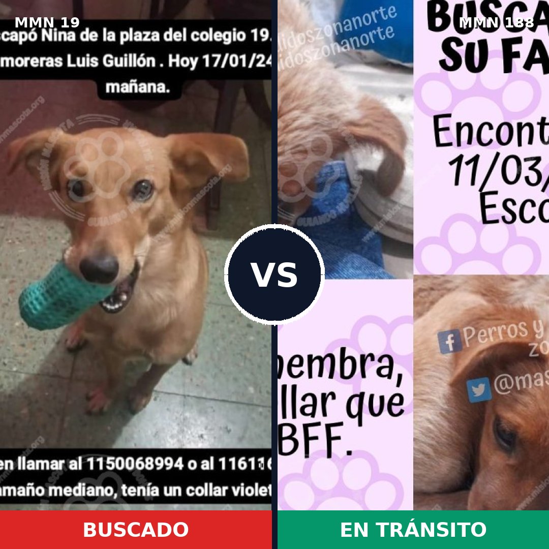 Comparativa MMS 10879: mascota perdida y mascota encontrada, 63% de similitud