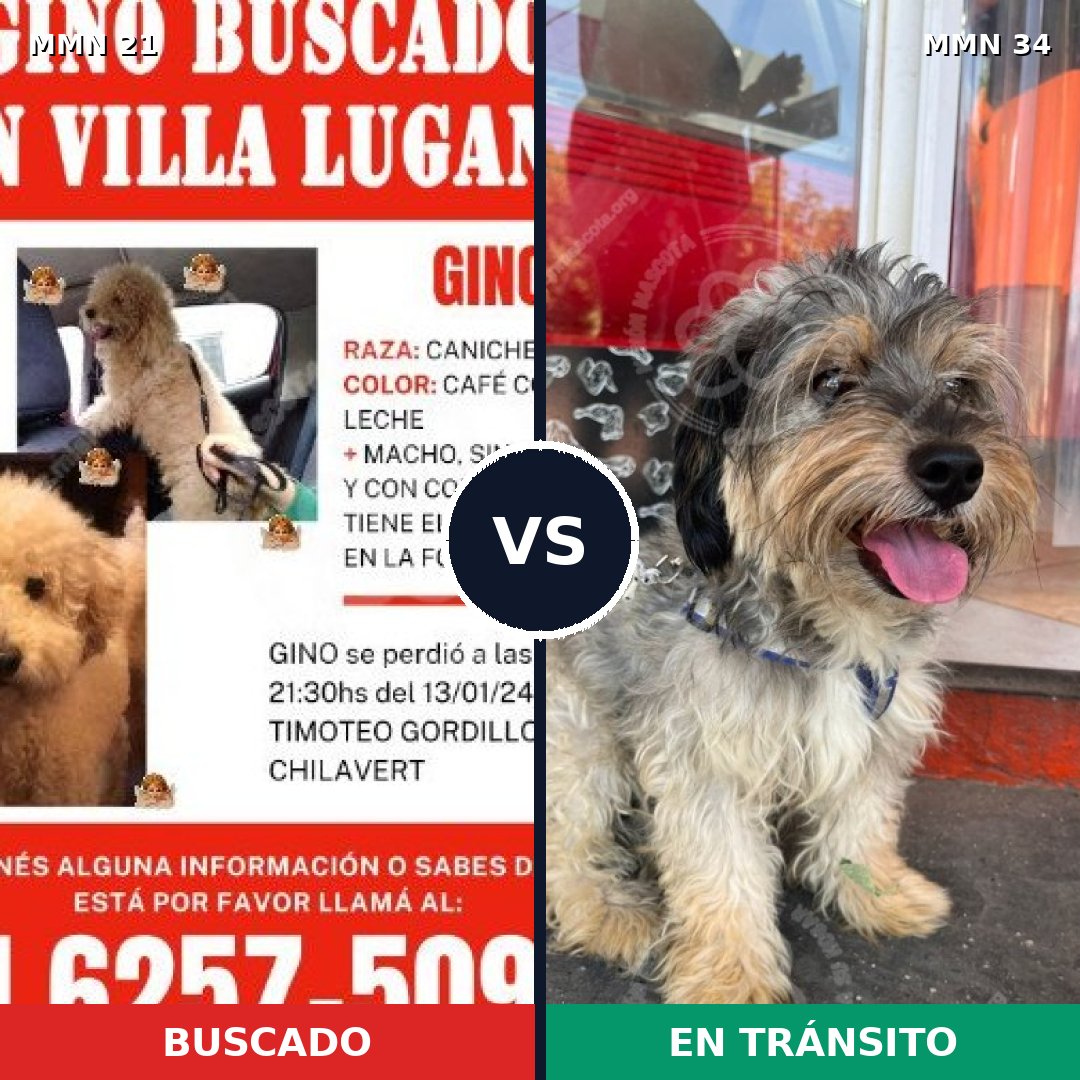 Comparativa MMS 1088: mascota perdida y mascota encontrada, 44% de similitud