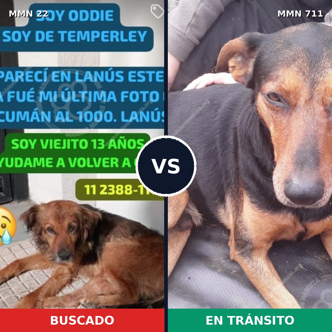 Comparativa MMS 10882: mascota perdida y mascota encontrada, 55% de similitud