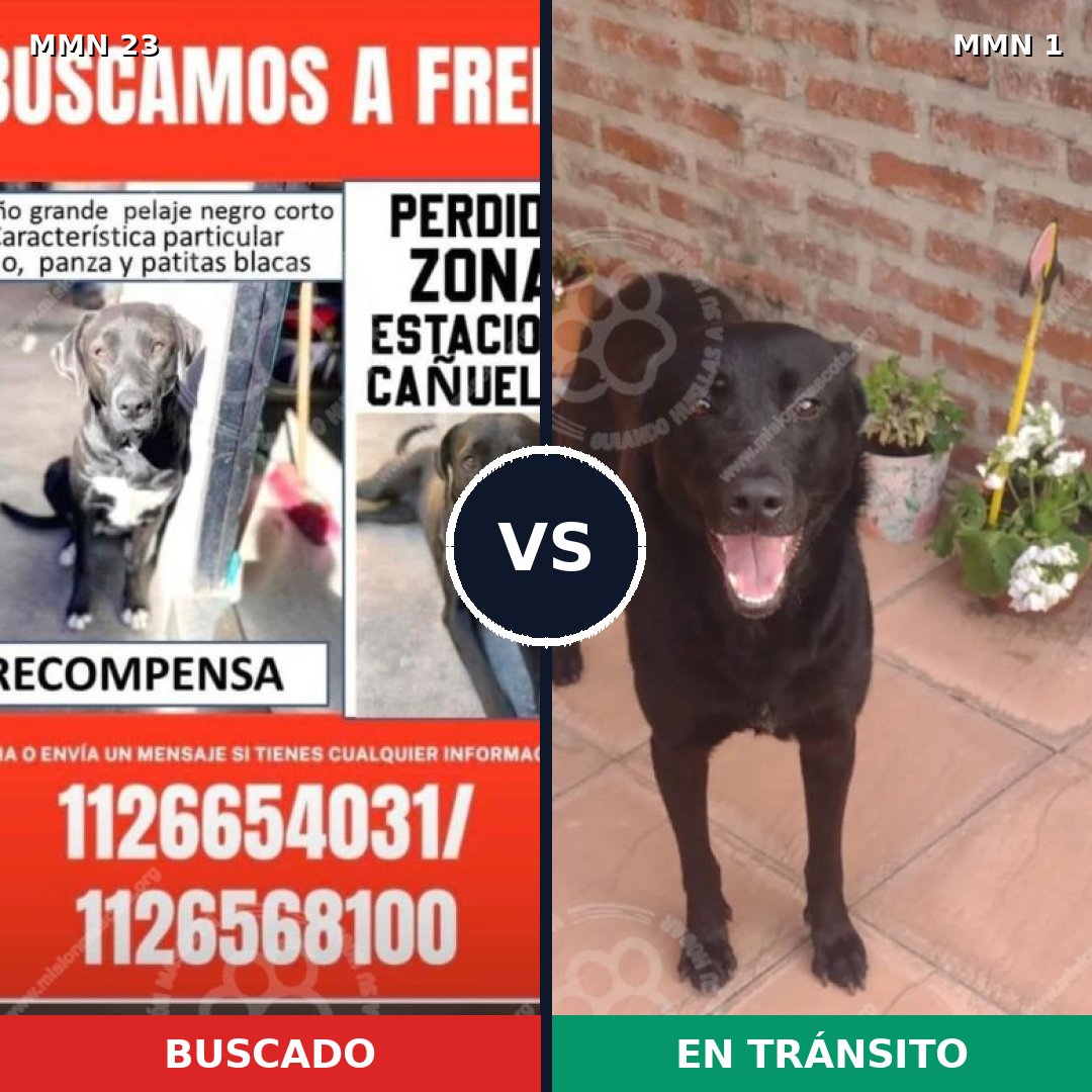 Comparativa MMS 10883: mascota perdida y mascota encontrada, 74% de similitud