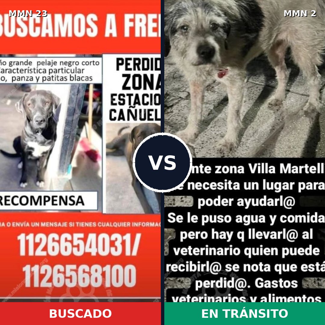 Comparativa MMS 10884: mascota perdida y mascota encontrada, 56% de similitud