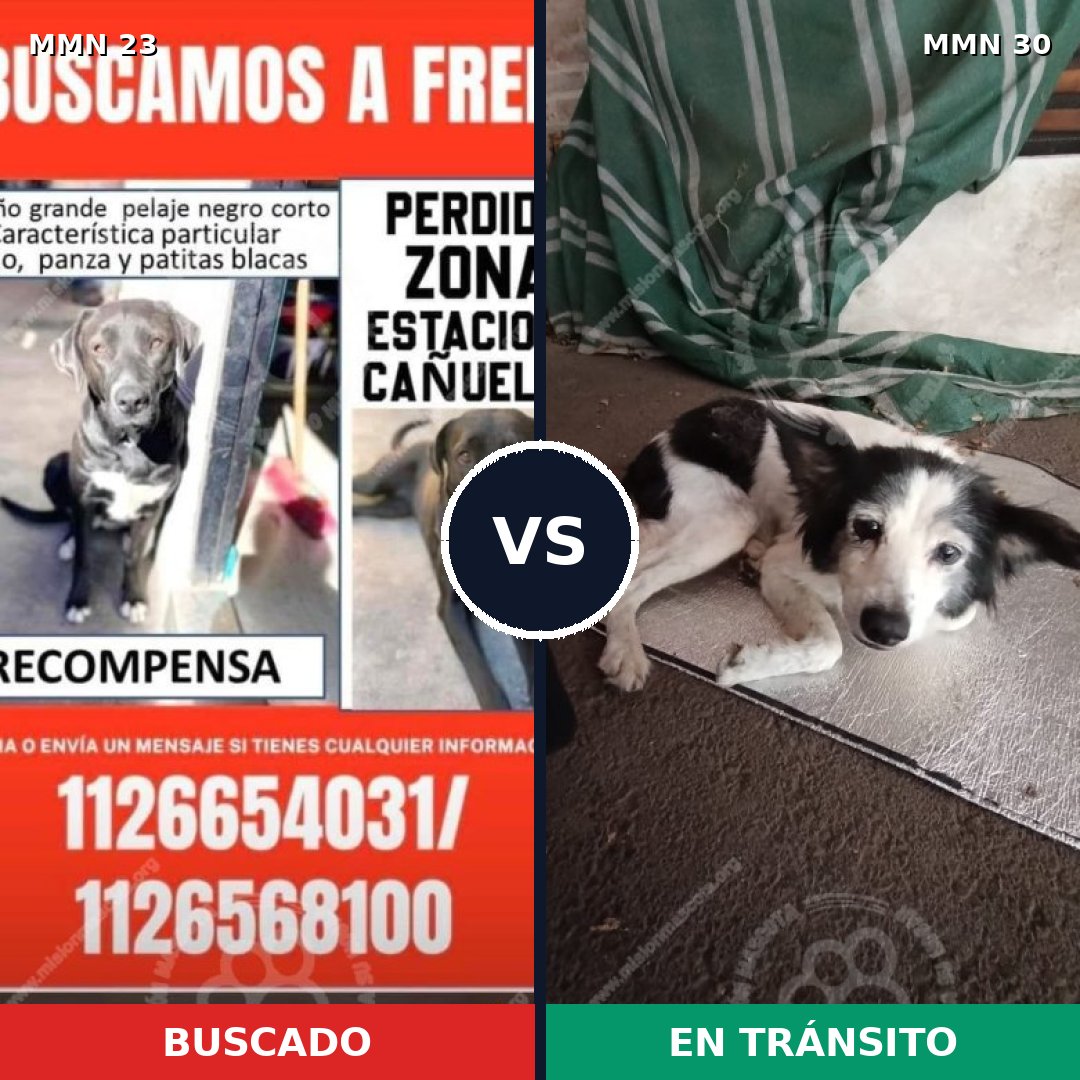 Comparativa MMS 10886: mascota perdida y mascota encontrada, 56% de similitud