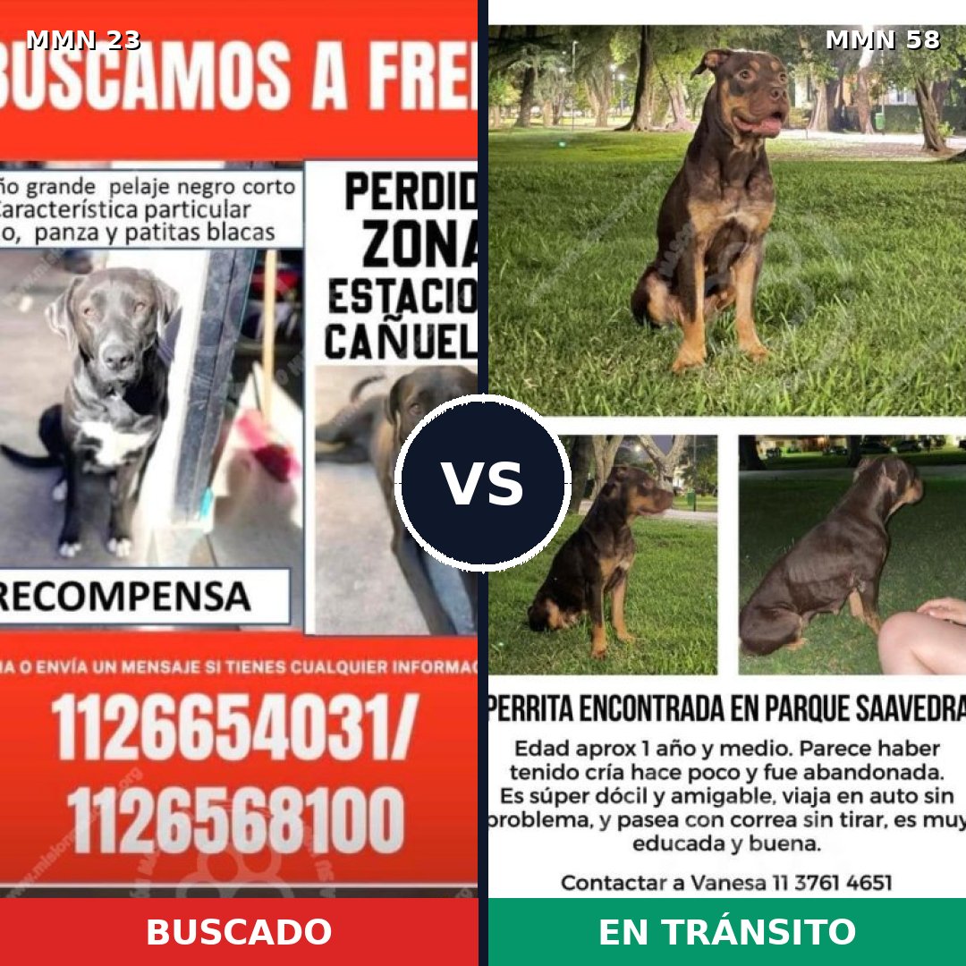 Comparativa MMS 10887: mascota perdida y mascota encontrada, 52% de similitud
