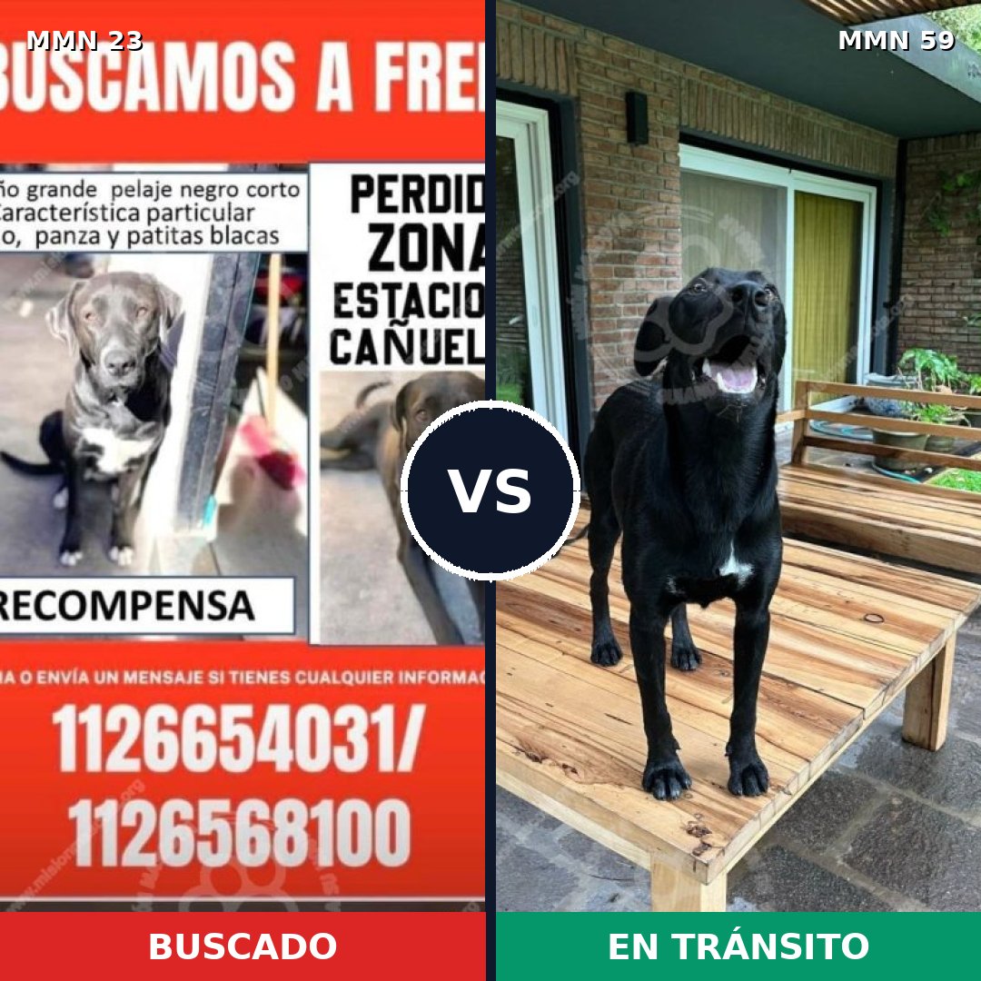 Comparativa MMS 10888: mascota perdida y mascota encontrada, 89% de similitud