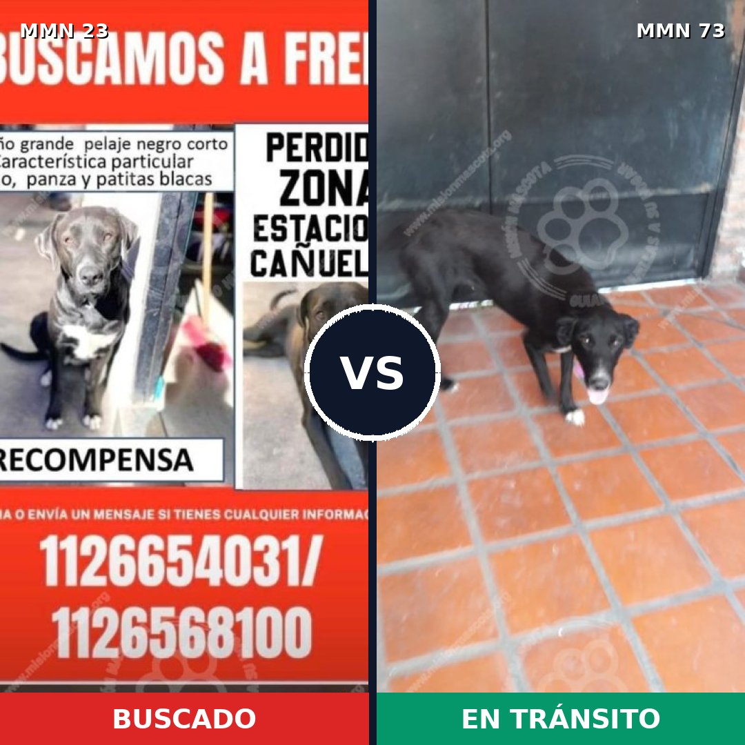 Comparativa MMS 10889: mascota perdida y mascota encontrada, 59% de similitud