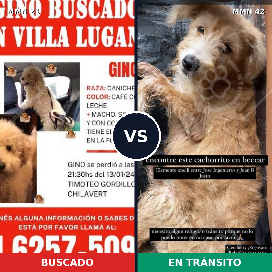 Comparativa MMS 1089: mascota perdida y mascota encontrada, 42% de similitud