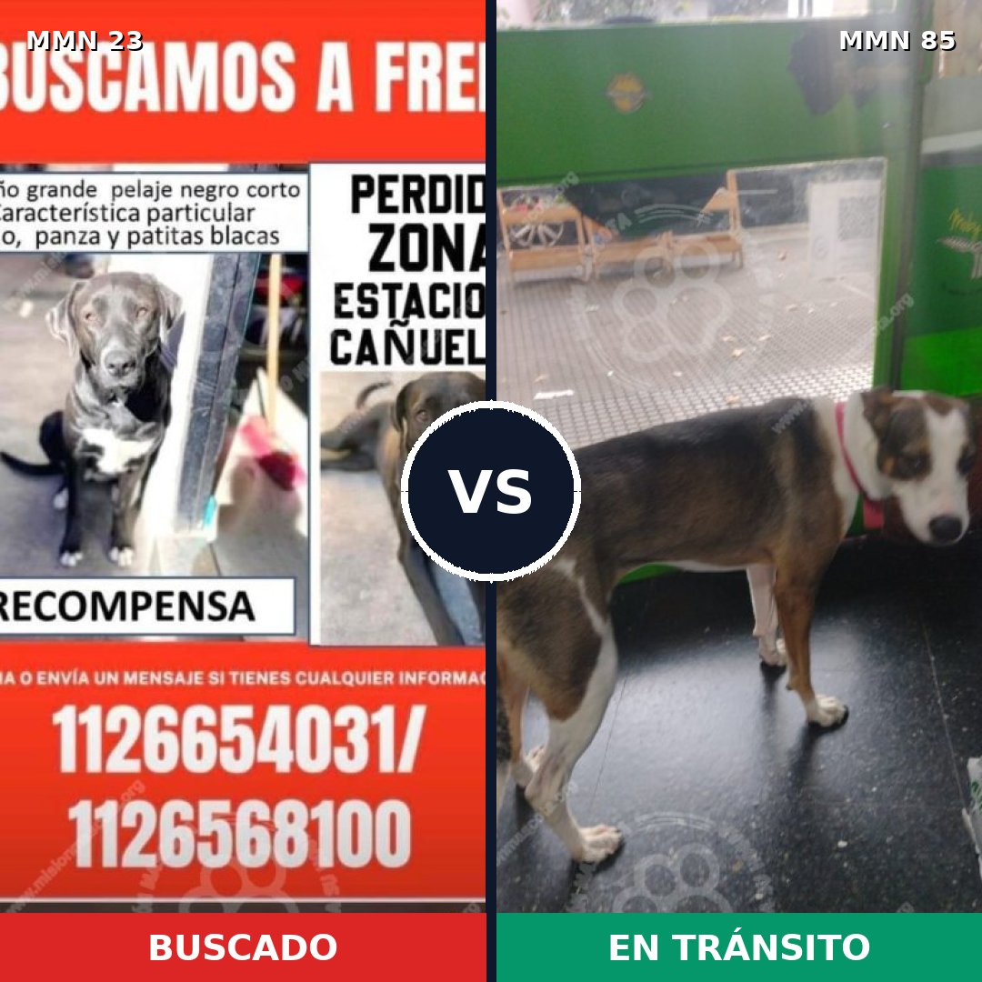 Comparativa MMS 10890: mascota perdida y mascota encontrada, 65% de similitud