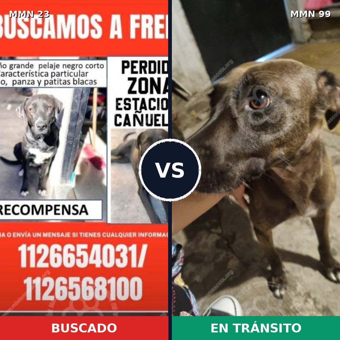 Comparativa MMS 10891: mascota perdida y mascota encontrada, 44% de similitud