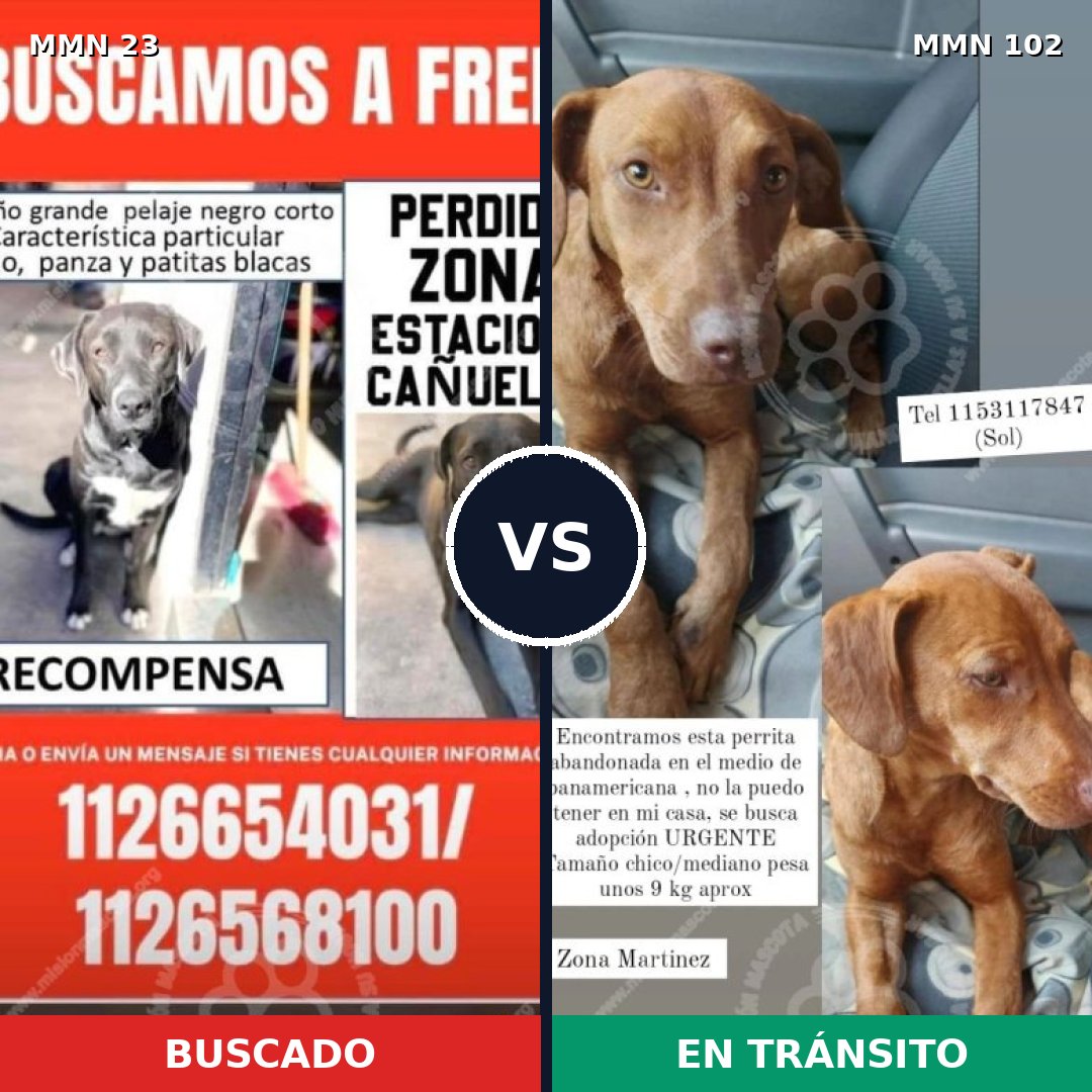 Comparativa MMS 10892: mascota perdida y mascota encontrada, 53% de similitud