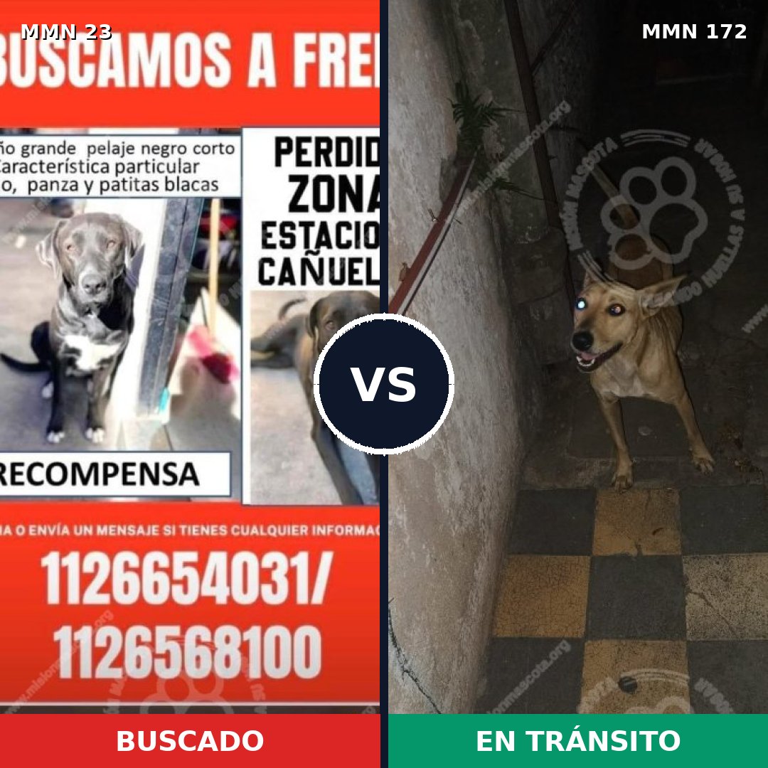 Comparativa MMS 10893: mascota perdida y mascota encontrada, 54% de similitud