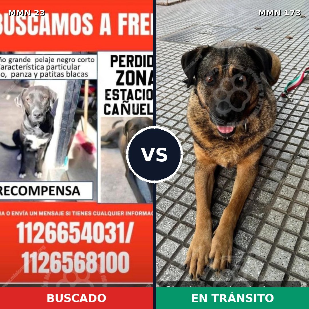 Comparativa MMS 10894: mascota perdida y mascota encontrada, 65% de similitud