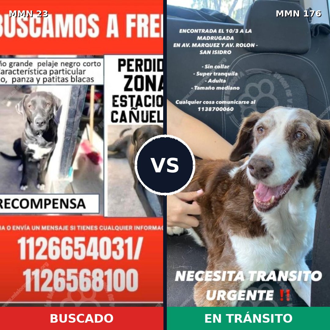 Comparativa MMS 10895: mascota perdida y mascota encontrada, 53% de similitud