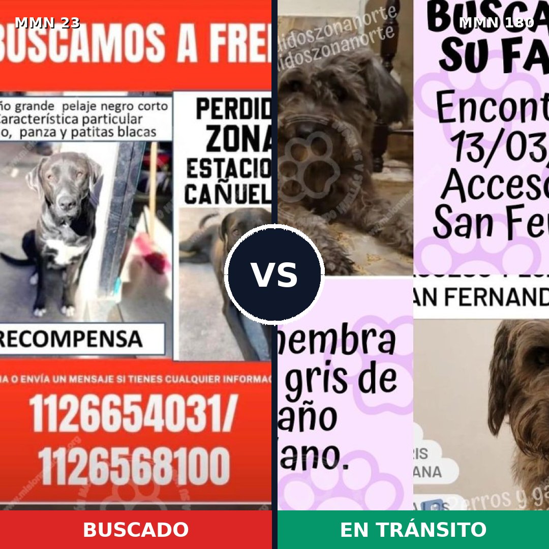 Comparativa MMS 10896: mascota perdida y mascota encontrada, 60% de similitud