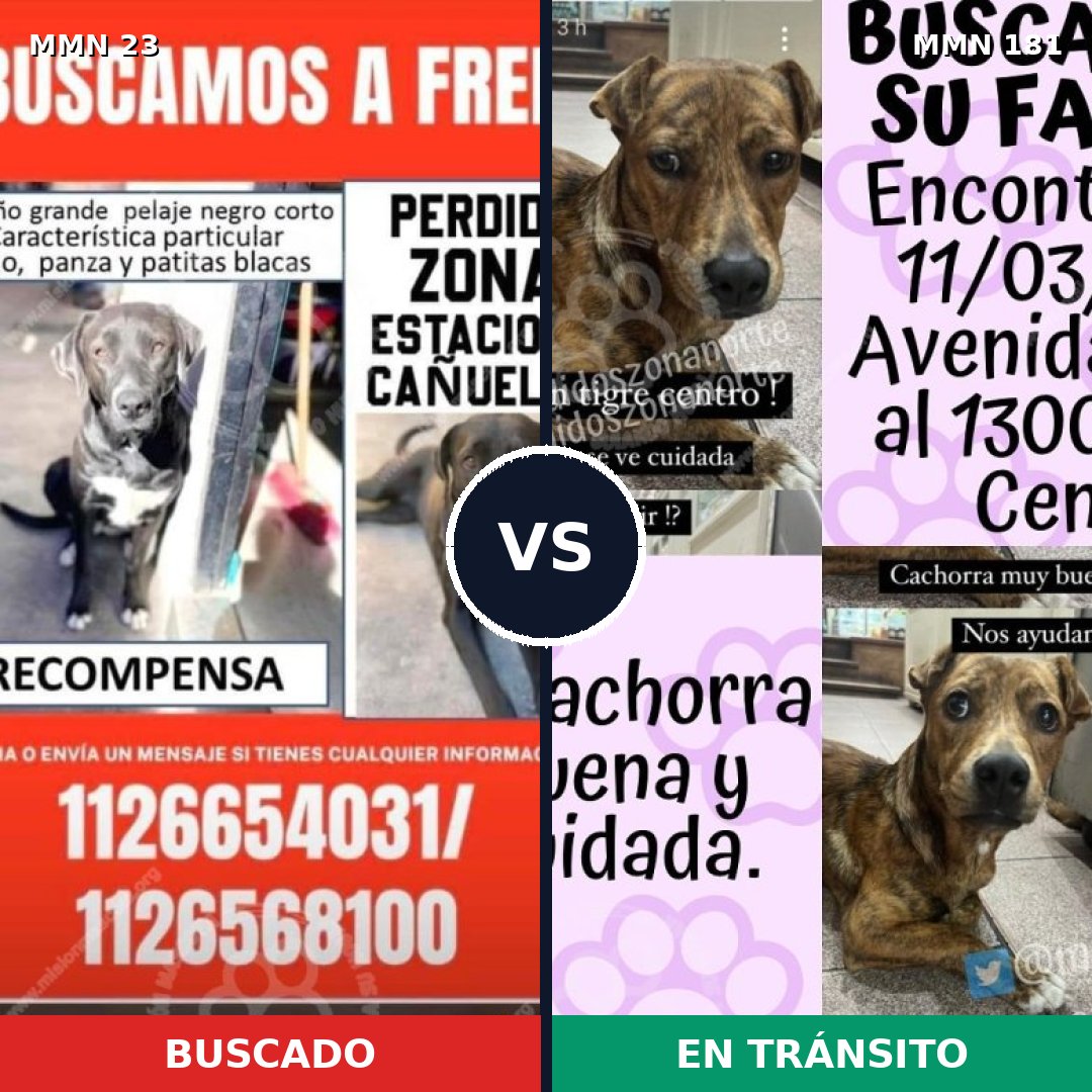 Comparativa MMS 10897: mascota perdida y mascota encontrada, 51% de similitud
