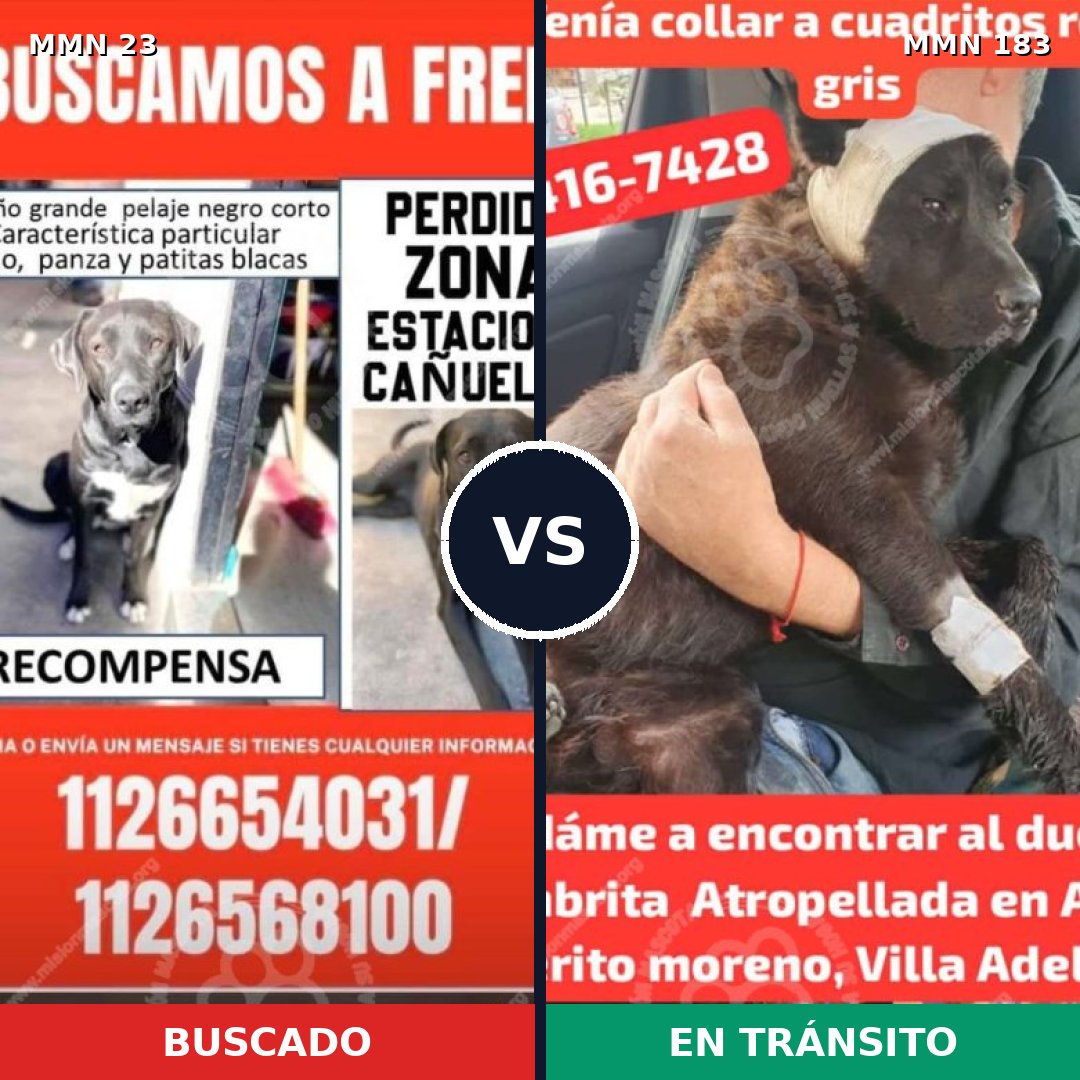 Comparativa MMS 10898: mascota perdida y mascota encontrada, 61% de similitud