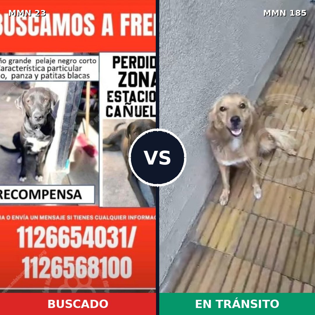 Comparativa MMS 10899: mascota perdida y mascota encontrada, 53% de similitud