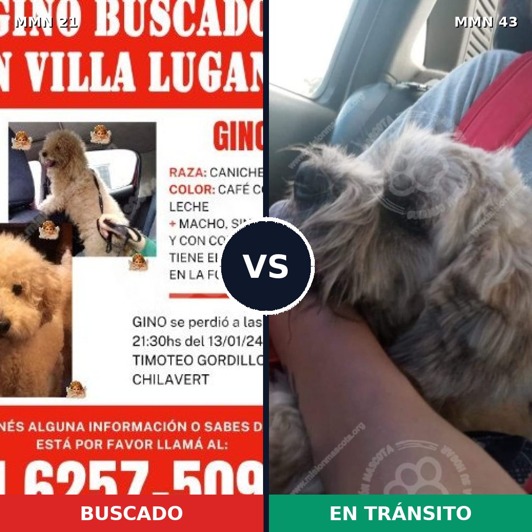 Comparativa MMS 1090: mascota perdida y mascota encontrada, 45% de similitud