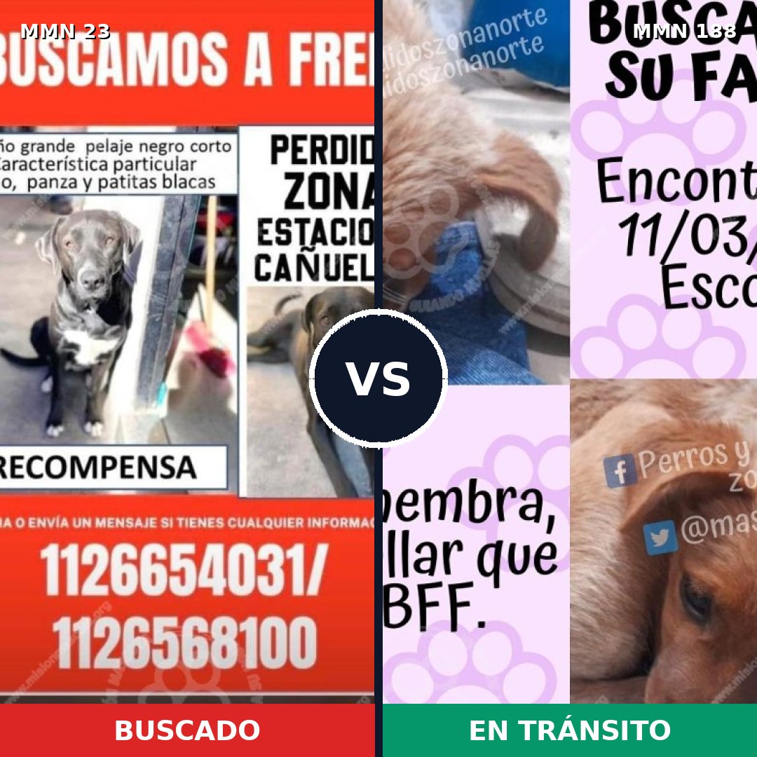 Comparativa MMS 10900: mascota perdida y mascota encontrada, 40% de similitud