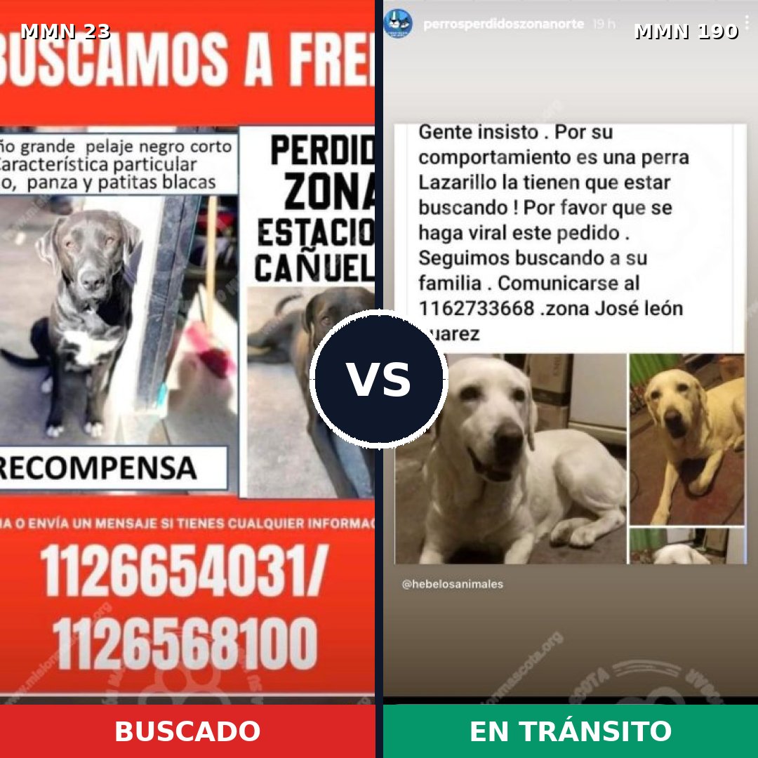 Comparativa MMS 10901: mascota perdida y mascota encontrada, 44% de similitud