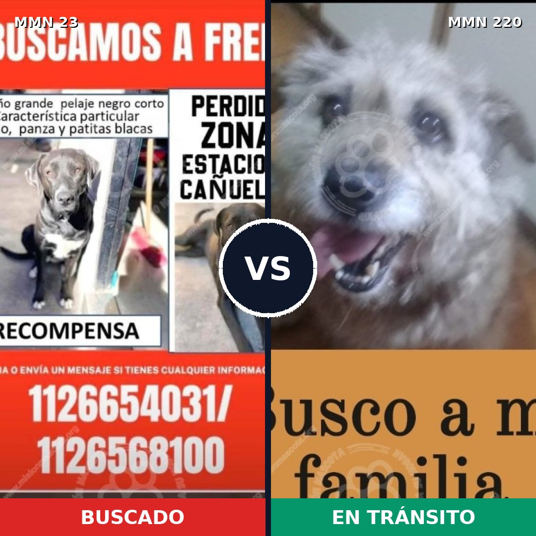 Comparativa MMS 10903: mascota perdida y mascota encontrada, 51% de similitud