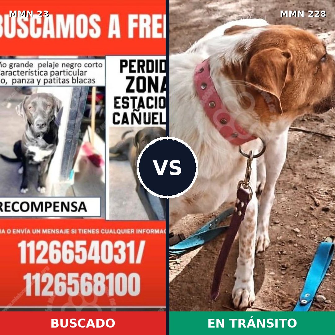 Comparativa MMS 10904: mascota perdida y mascota encontrada, 63% de similitud