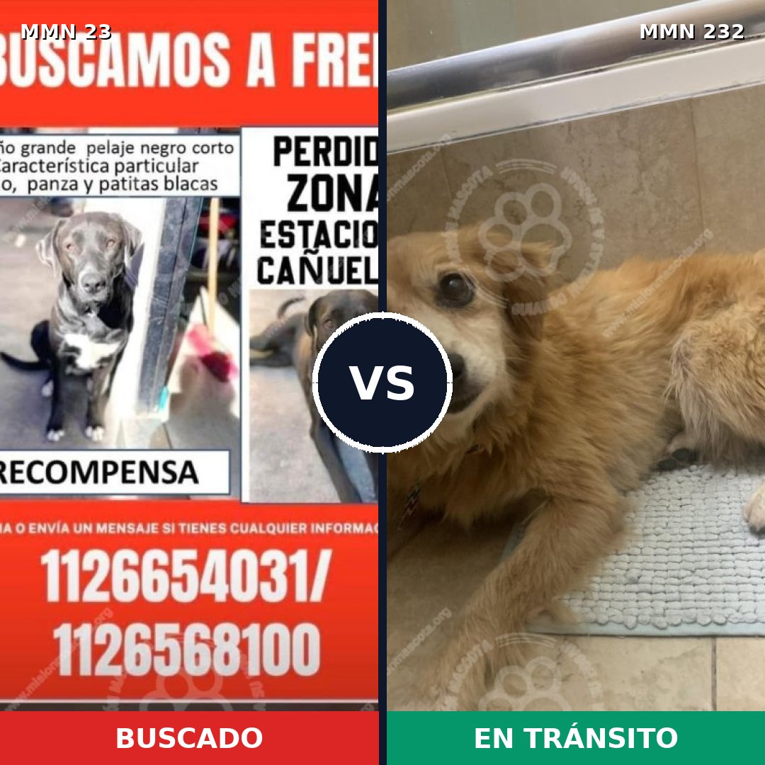 Comparativa MMS 10905: mascota perdida y mascota encontrada, 48% de similitud