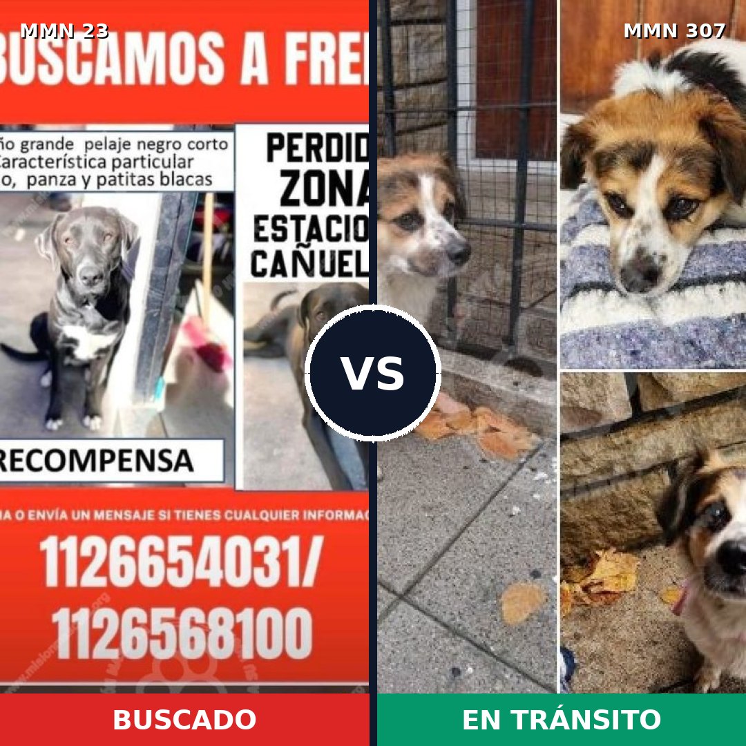 Comparativa MMS 10907: mascota perdida y mascota encontrada, 61% de similitud