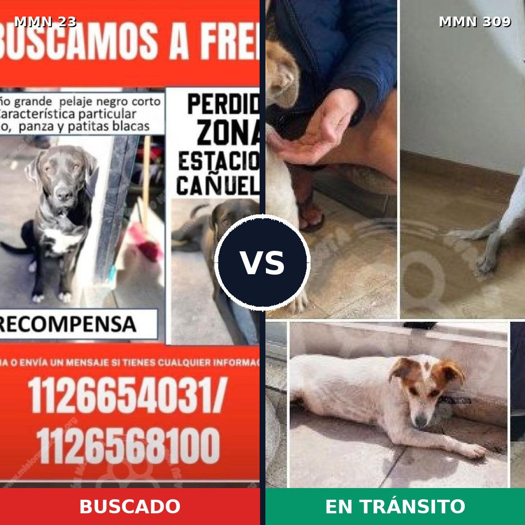 Comparativa MMS 10908: mascota perdida y mascota encontrada, 59% de similitud