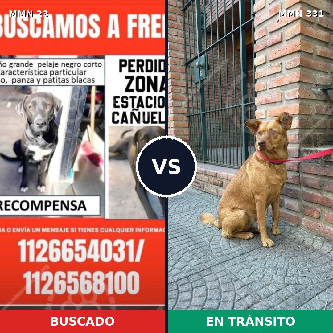 Comparativa MMS 10909: mascota perdida y mascota encontrada, 58% de similitud