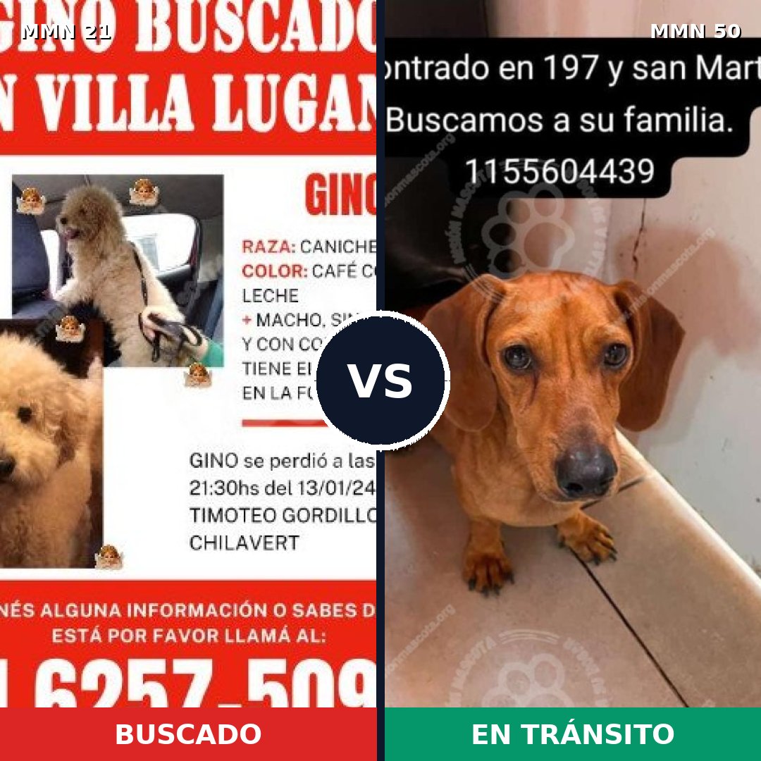 Comparativa MMS 1091: mascota perdida y mascota encontrada, 49% de similitud