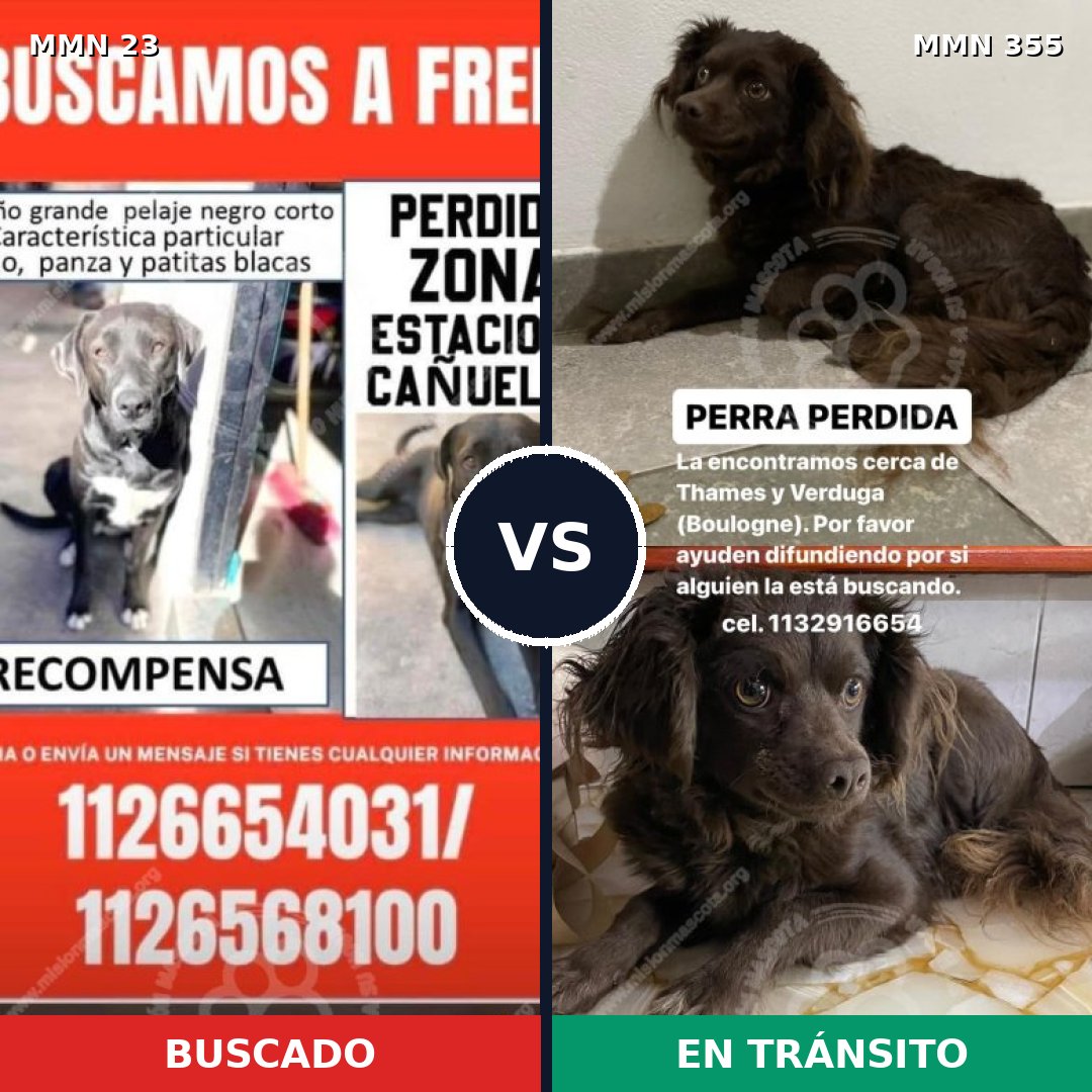 Comparativa MMS 10910: mascota perdida y mascota encontrada, 58% de similitud