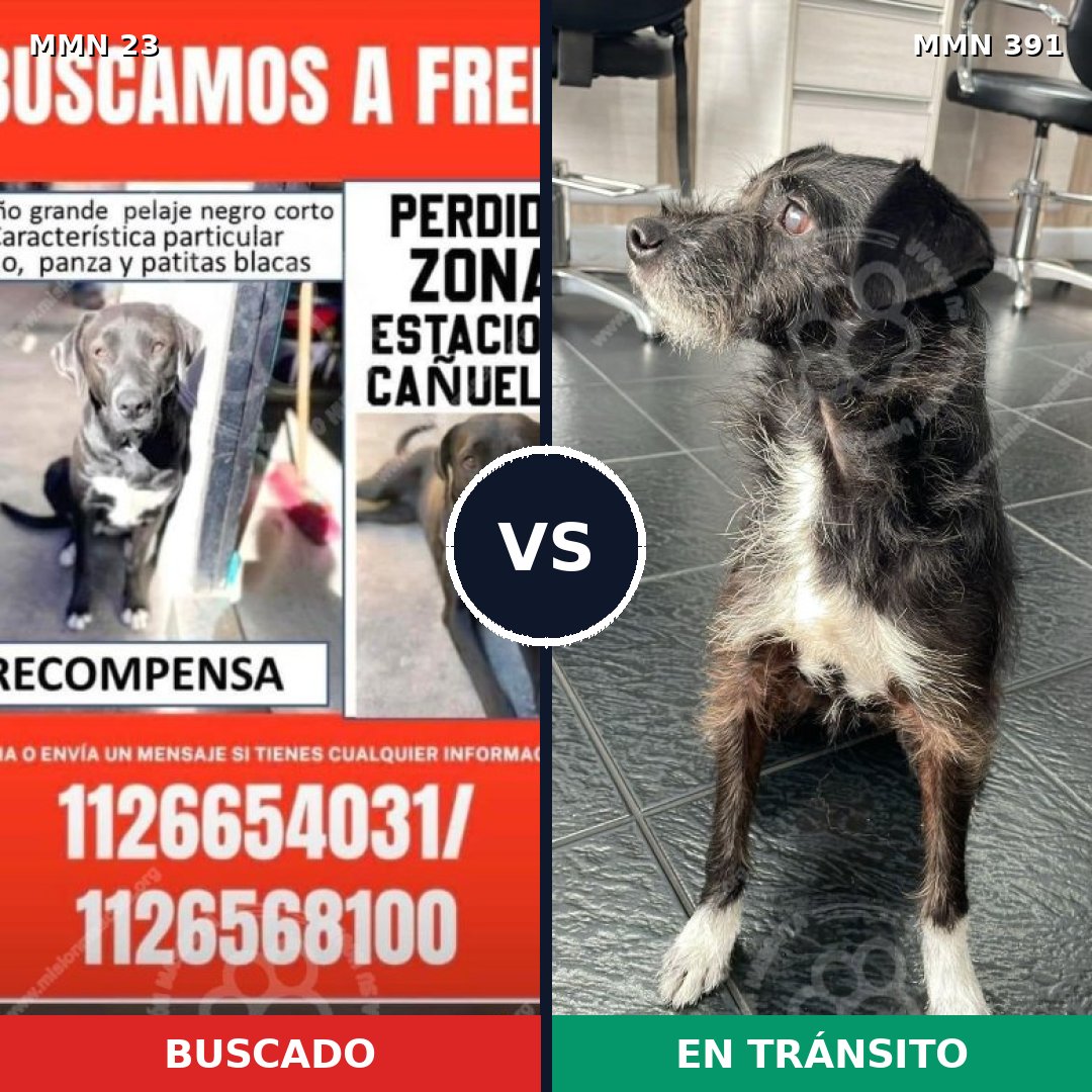 Comparativa MMS 10912: mascota perdida y mascota encontrada, 73% de similitud