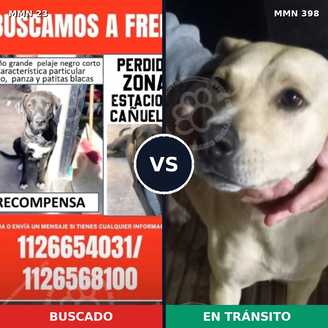 Comparativa MMS 10913: mascota perdida y mascota encontrada, 56% de similitud