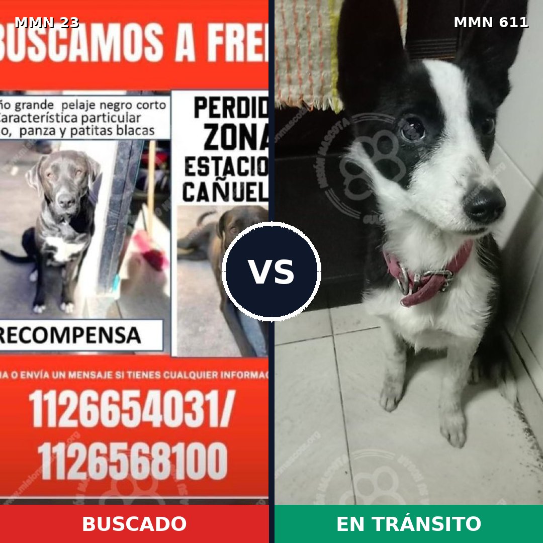 Comparativa MMS 10915: mascota perdida y mascota encontrada, 73% de similitud