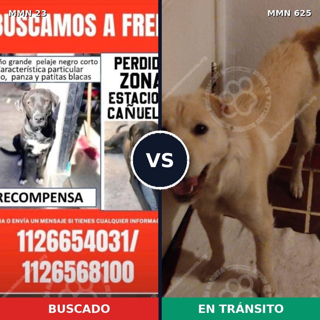 Comparativa MMS 10916: mascota perdida y mascota encontrada, 55% de similitud