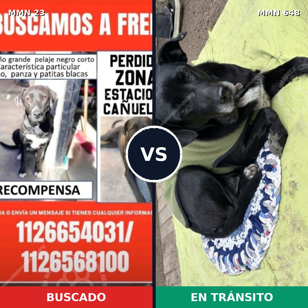 Comparativa MMS 10917: mascota perdida y mascota encontrada, 49% de similitud