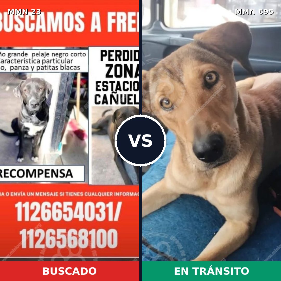 Comparativa MMS 10919: mascota perdida y mascota encontrada, 56% de similitud