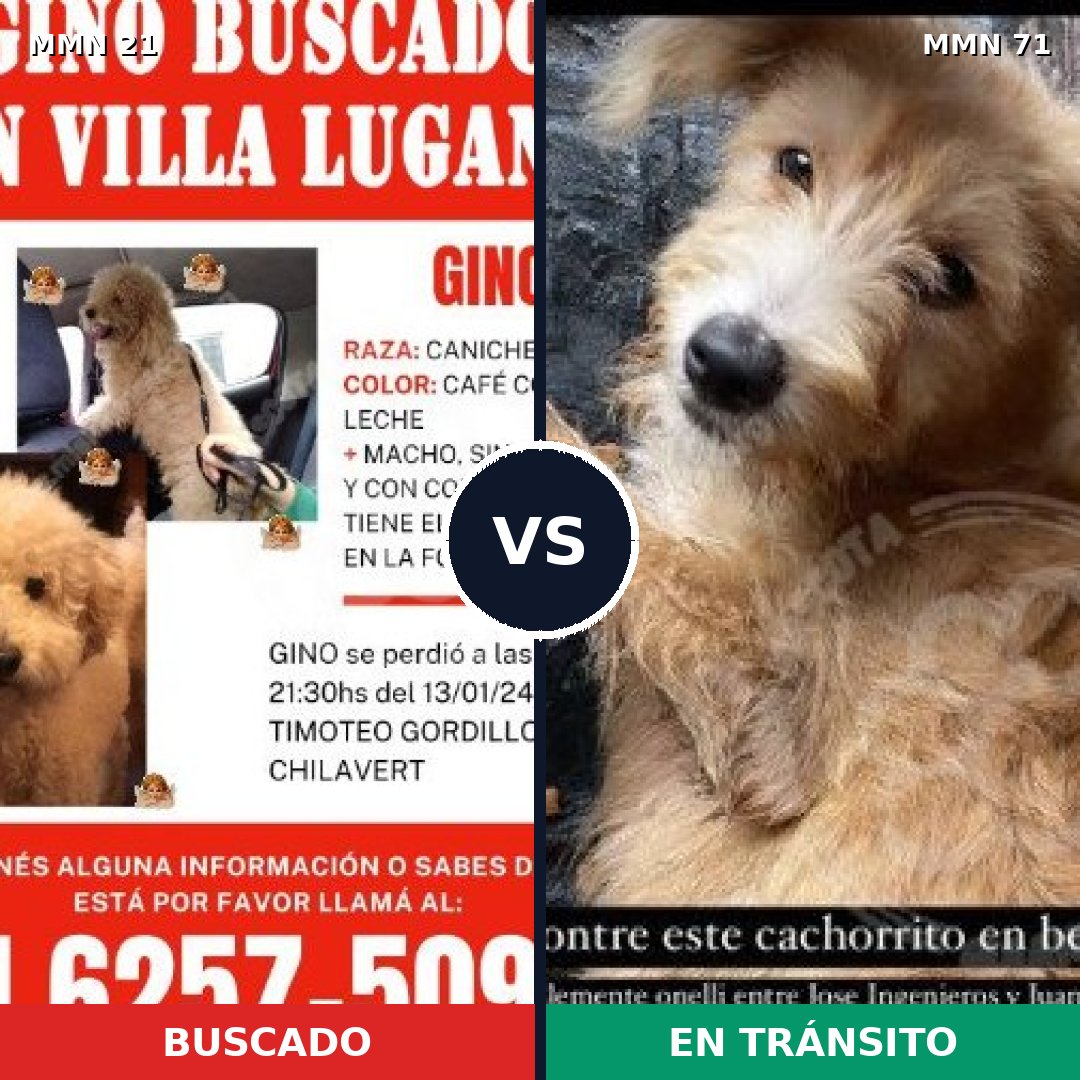 Comparativa MMS 1092: mascota perdida y mascota encontrada, 48% de similitud