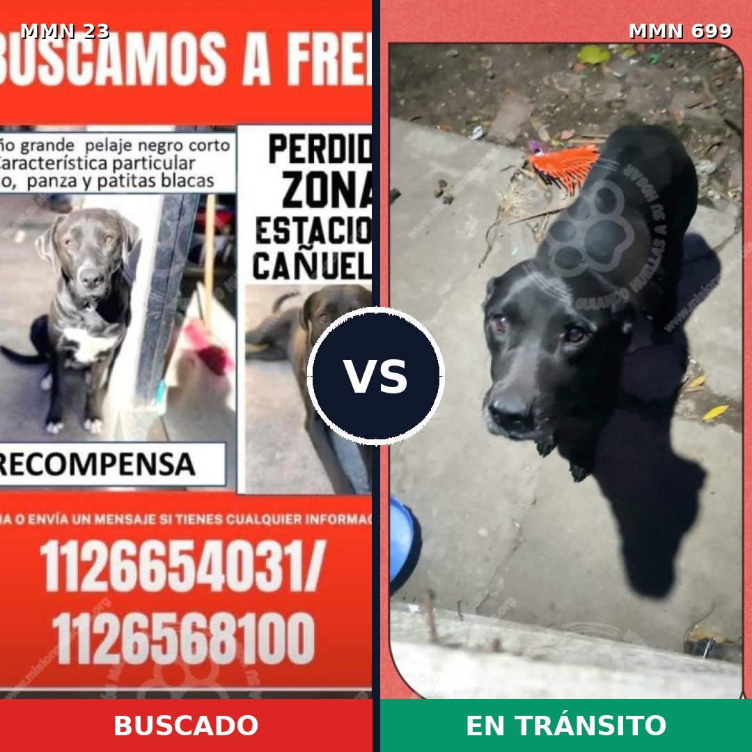 Comparativa MMS 10920: mascota perdida y mascota encontrada, 49% de similitud