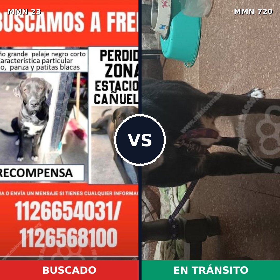 Comparativa MMS 10921: mascota perdida y mascota encontrada, 73% de similitud