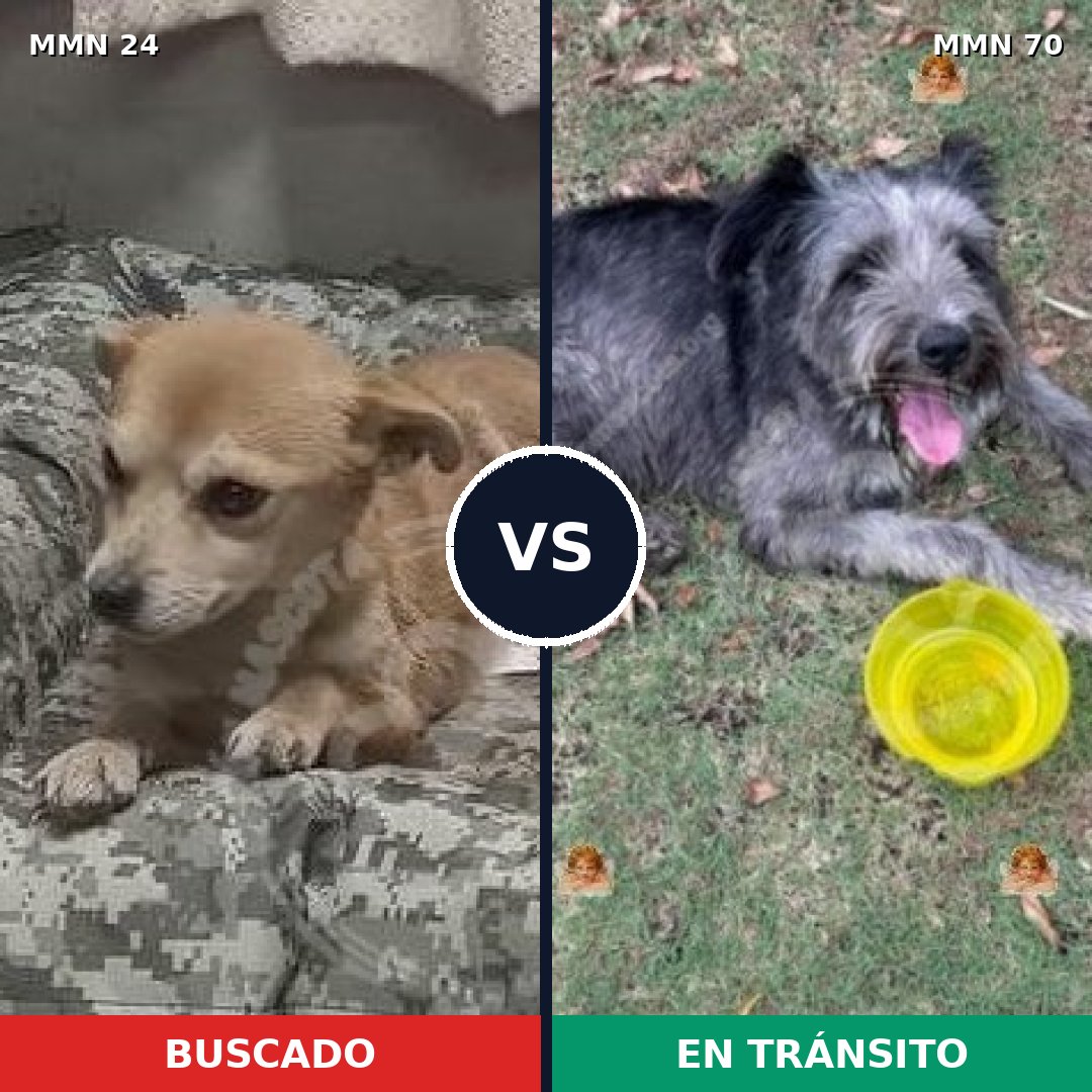 Comparativa MMS 10922: mascota perdida y mascota encontrada, 62% de similitud