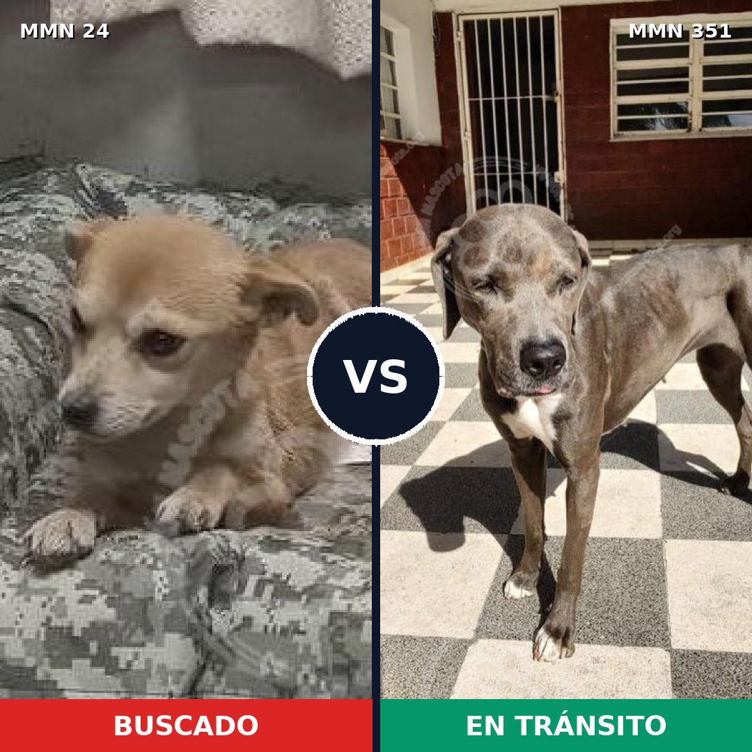 Comparativa MMS 10923: mascota perdida y mascota encontrada, 43% de similitud