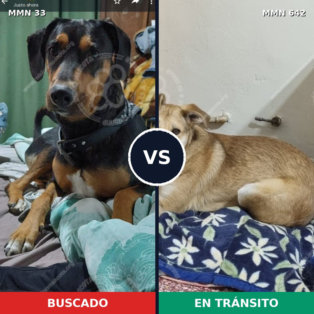 Comparativa MMS 10925: mascota perdida y mascota encontrada, 69% de similitud